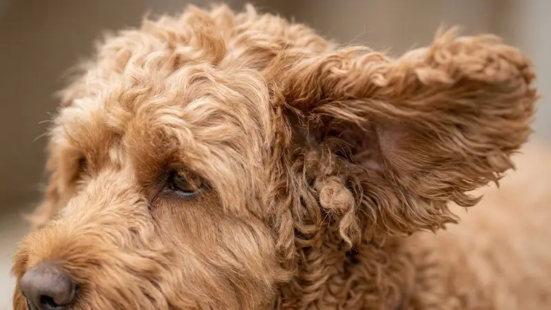 Close-up of a Cockapoo's curly coat showing early signs of matting near the ear