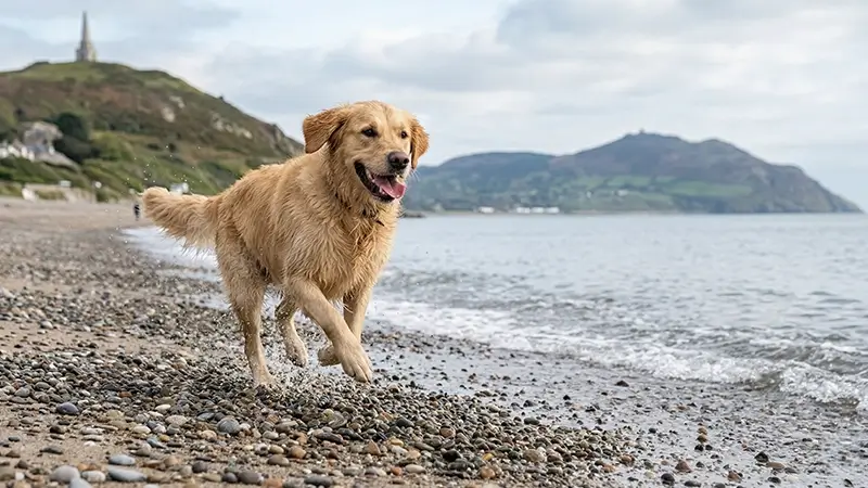 Happy dog running on Killiney Beach with Wicklow mountains in the background