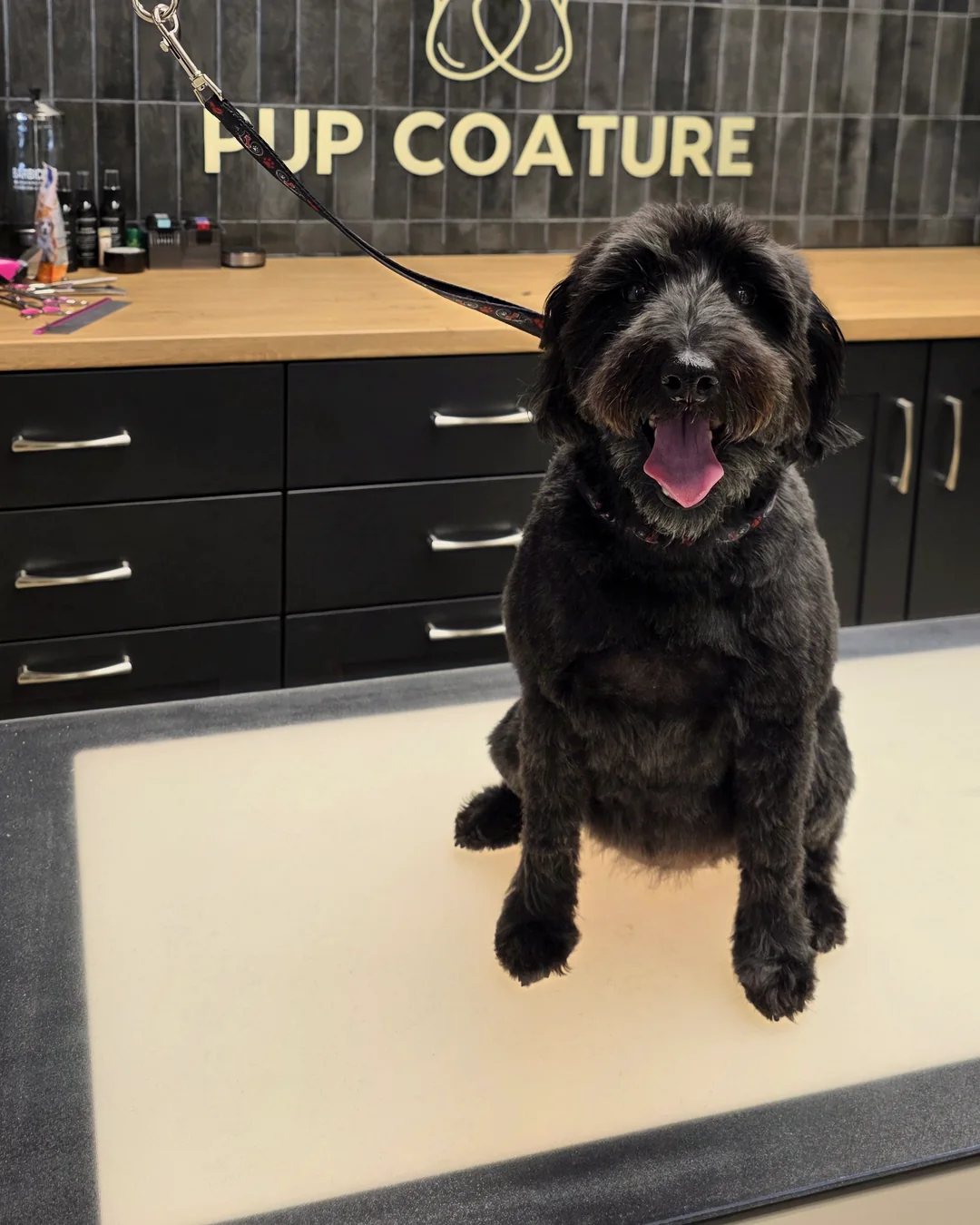 Pup Coature grooming gallery