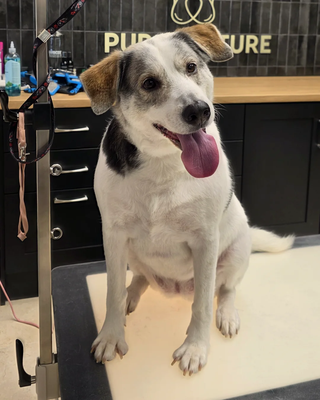 Pup Coature grooming gallery