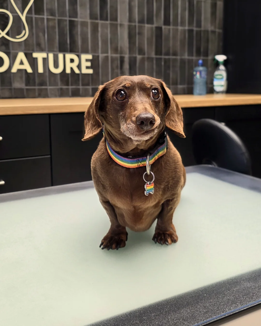 Pup Coature grooming gallery