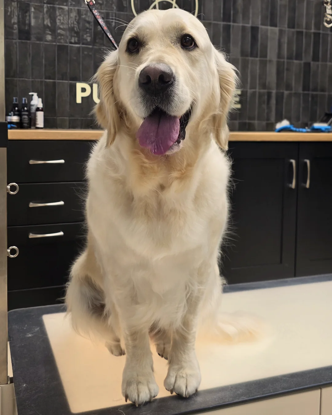 Pup Coature grooming gallery