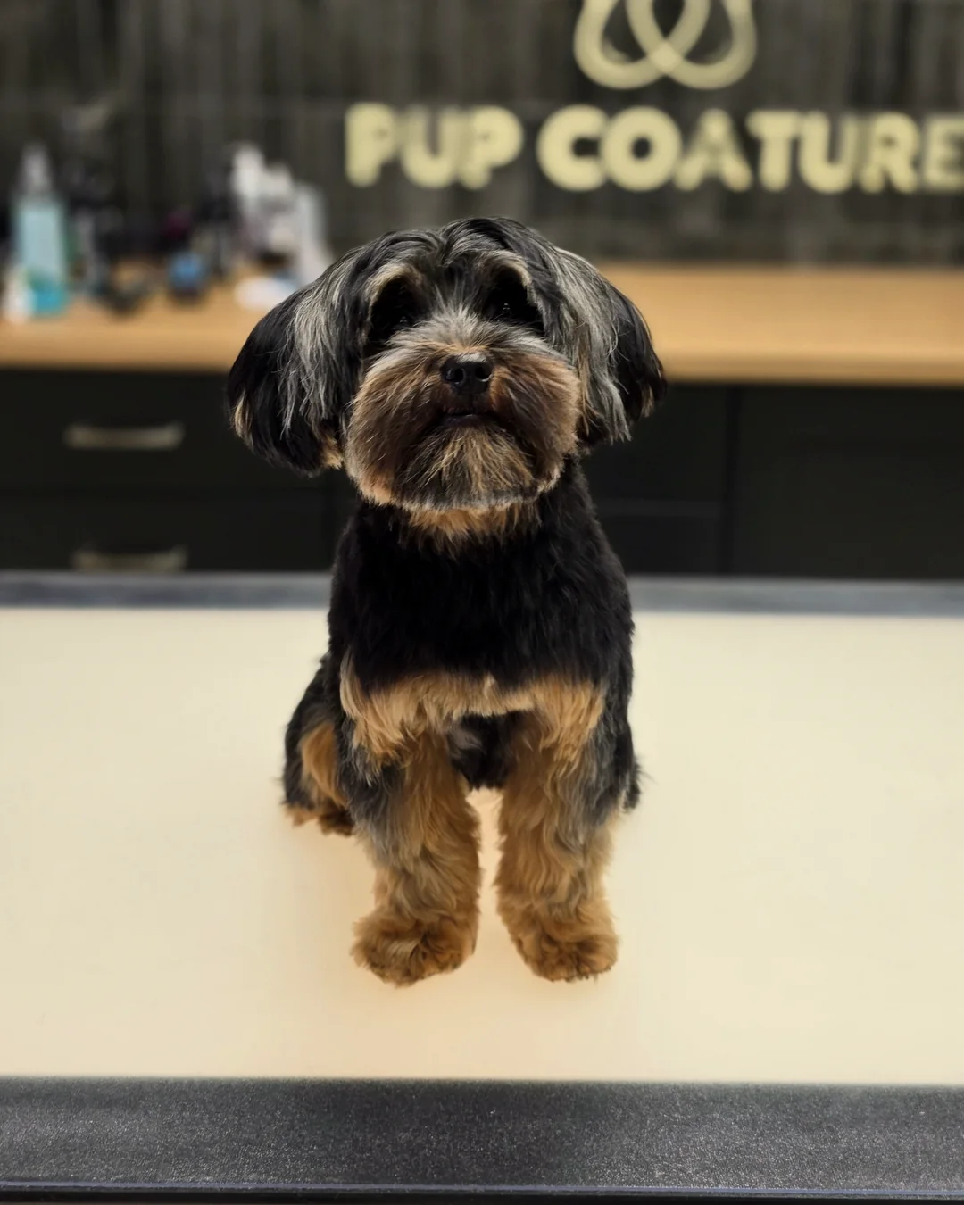 Pup Coature grooming gallery