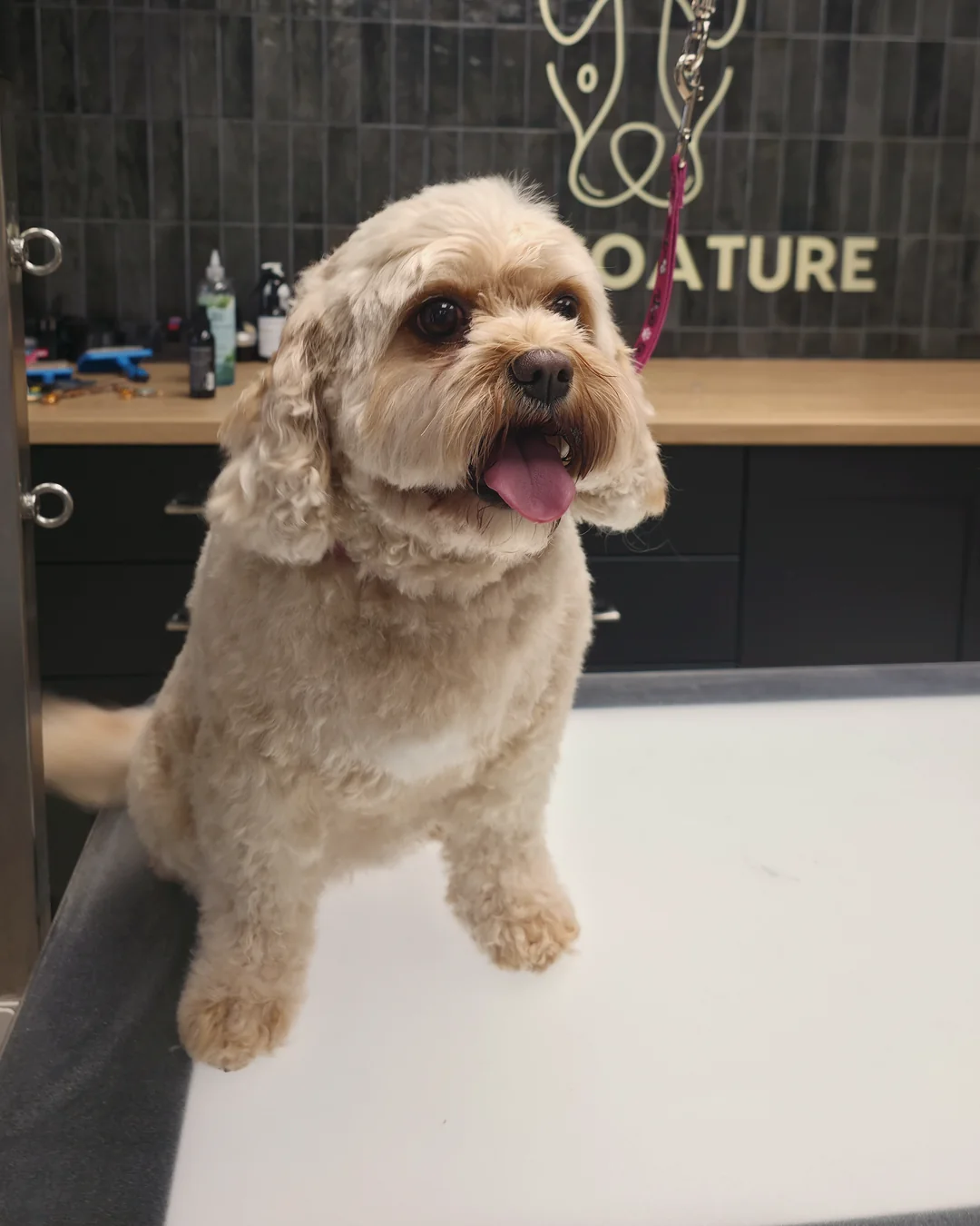 Pup Coature grooming gallery