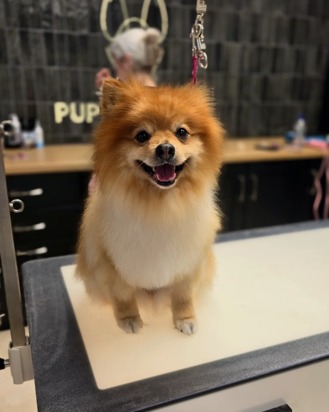 Pup Coature grooming gallery