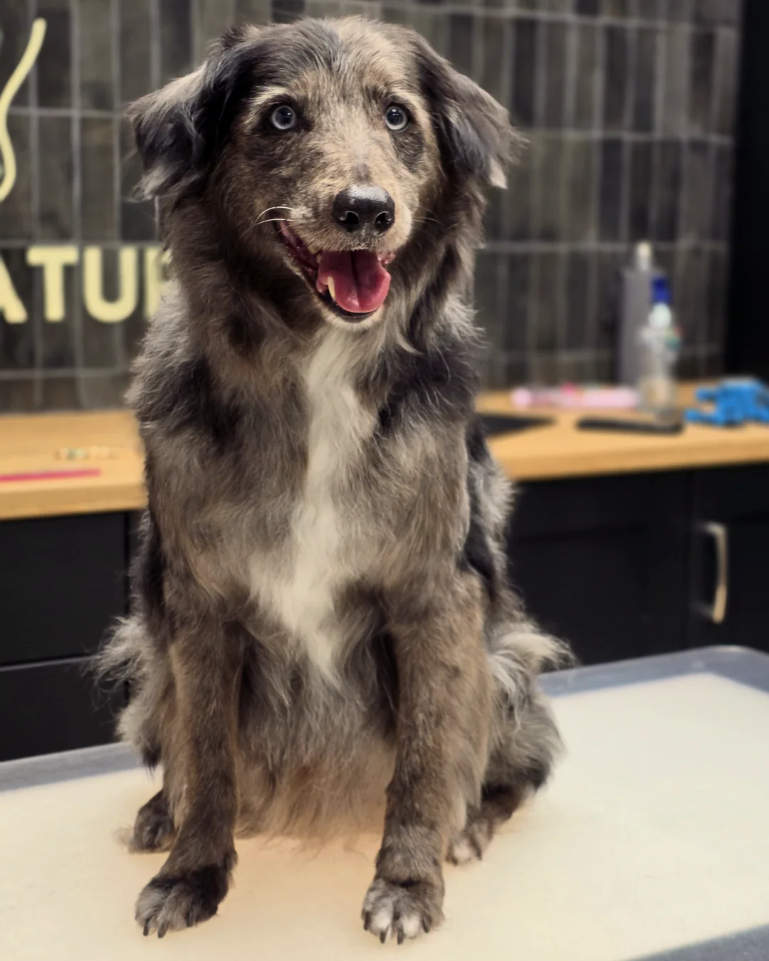 Pup Coature grooming gallery
