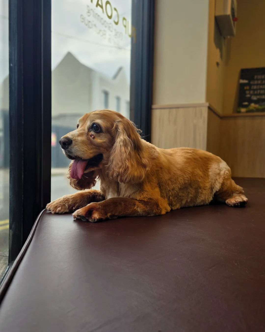 Pup Coature grooming gallery