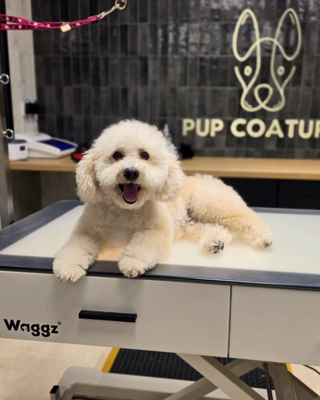 Pup Coature grooming gallery
