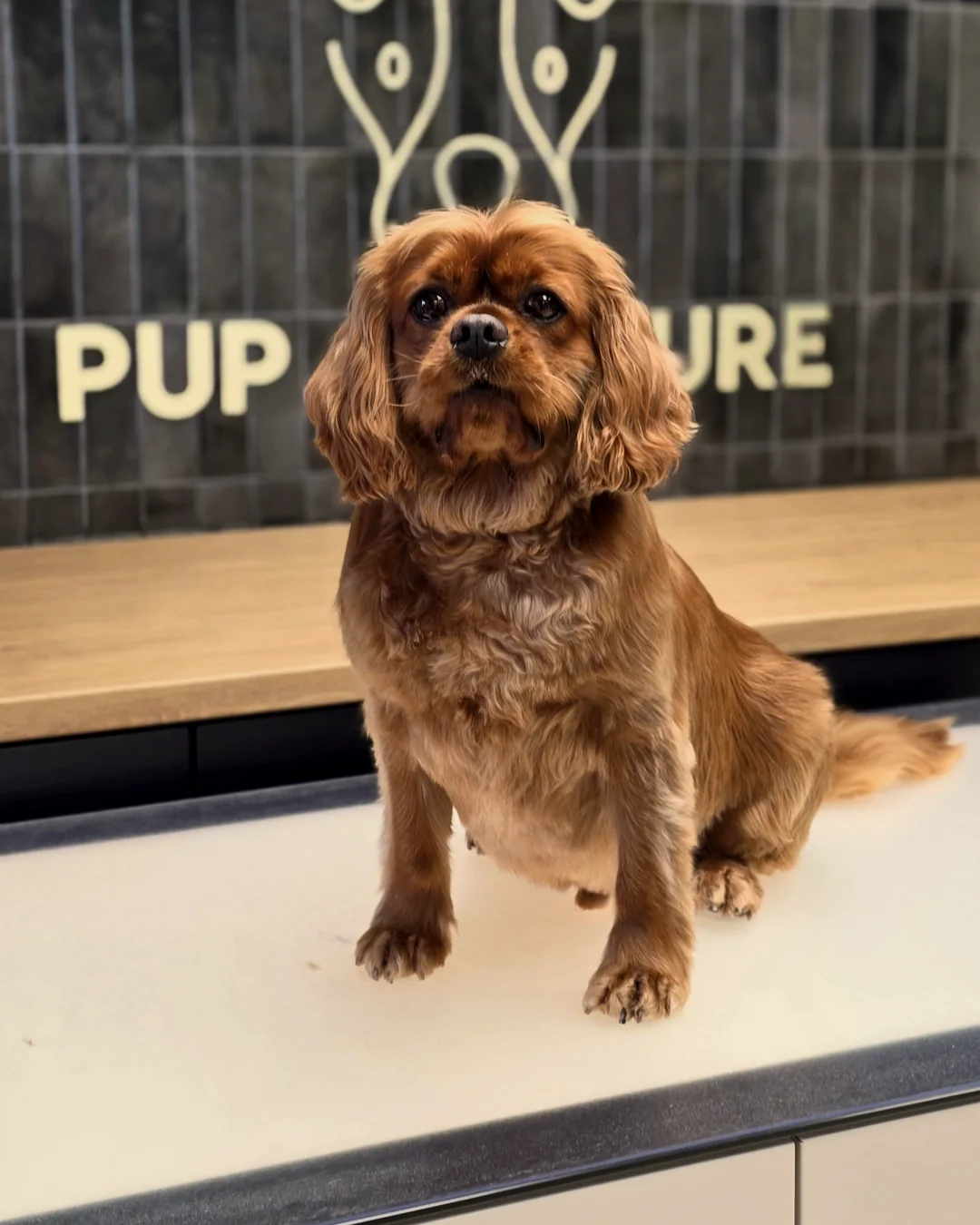 Pup Coature grooming gallery