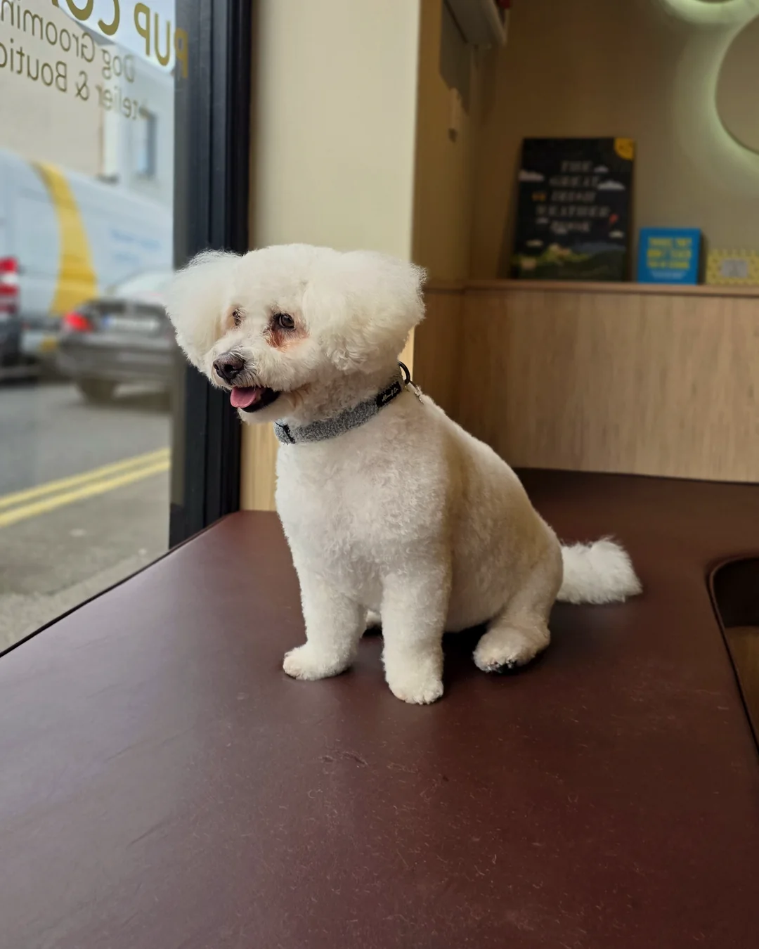 Pup Coature grooming gallery