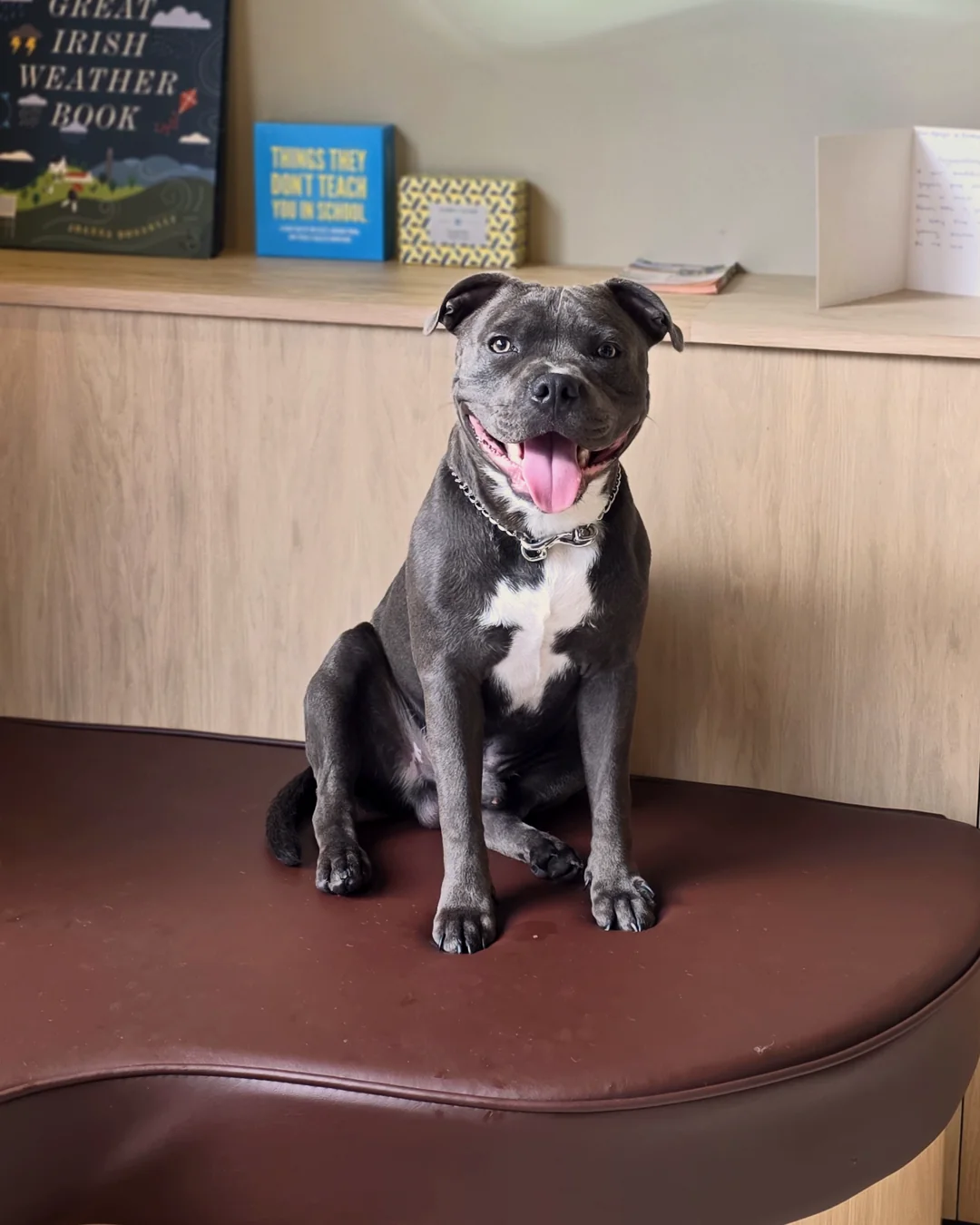 Pup Coature grooming gallery