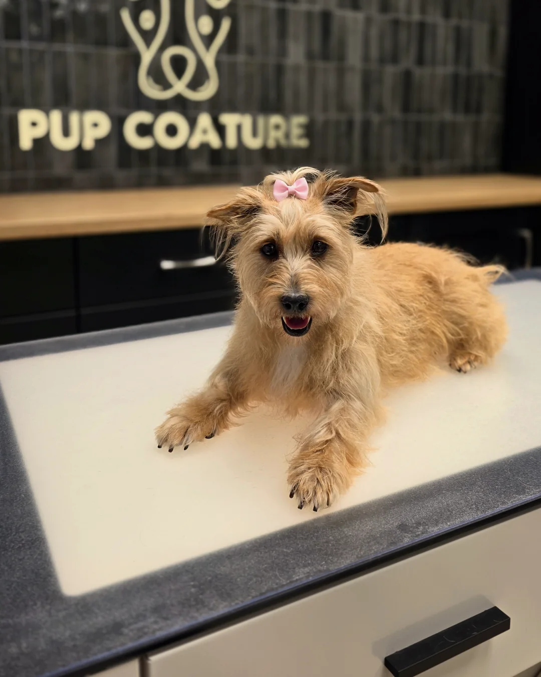 Pup Coature grooming gallery