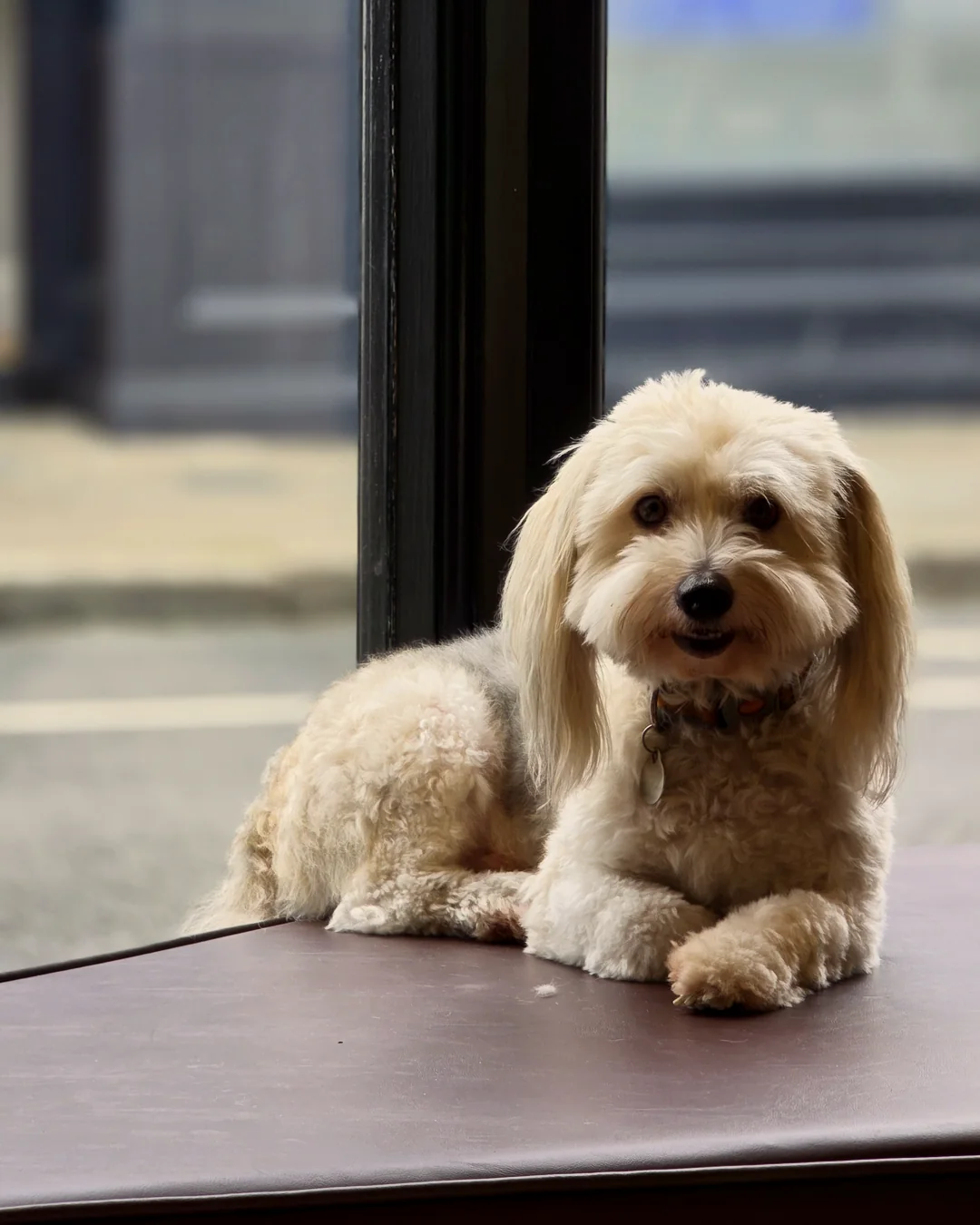 Pup Coature grooming gallery