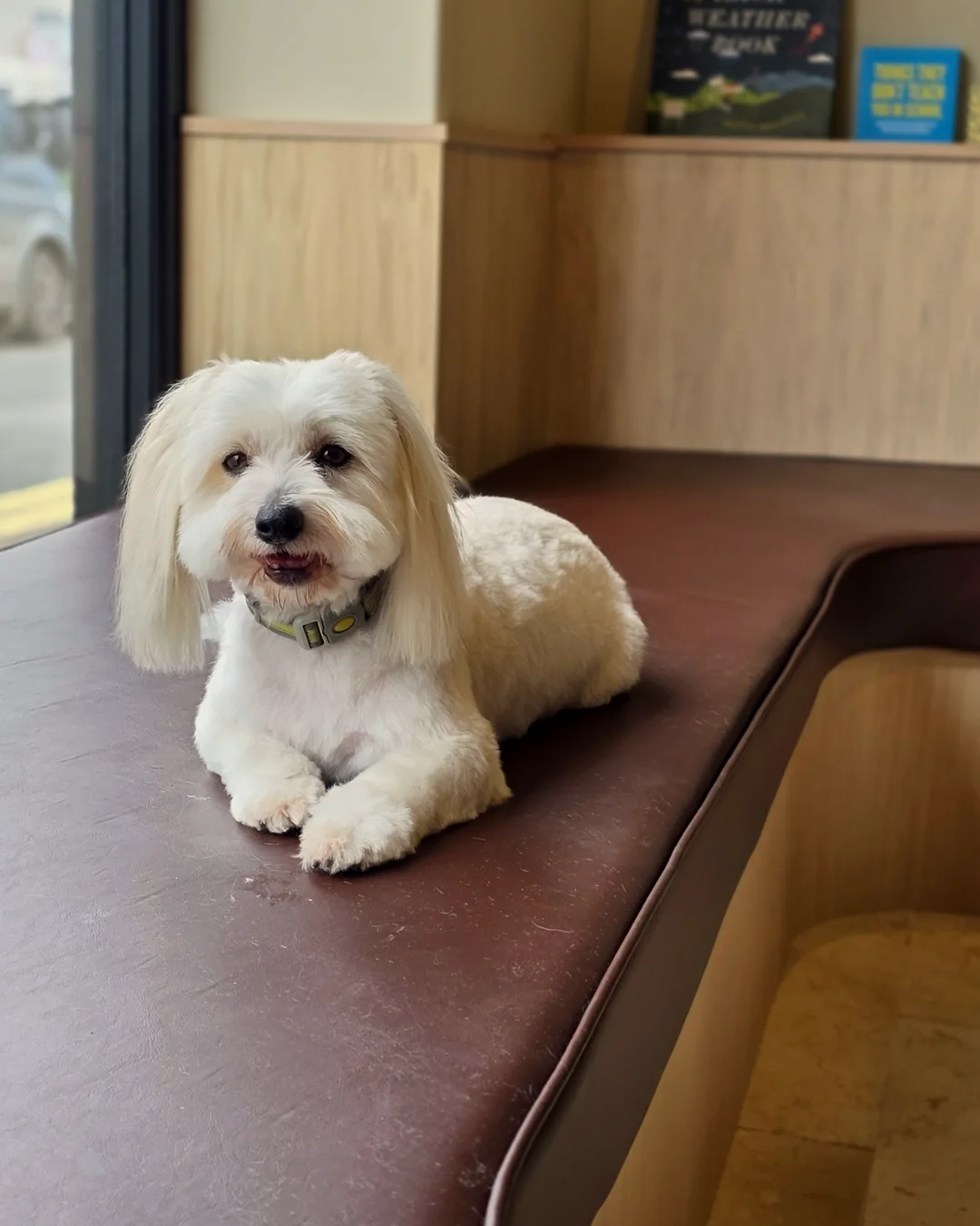 Pup Coature grooming gallery