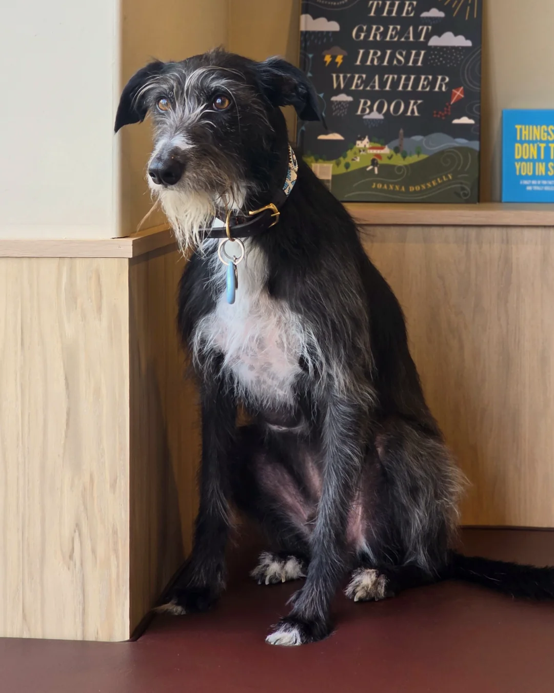 Pup Coature grooming gallery