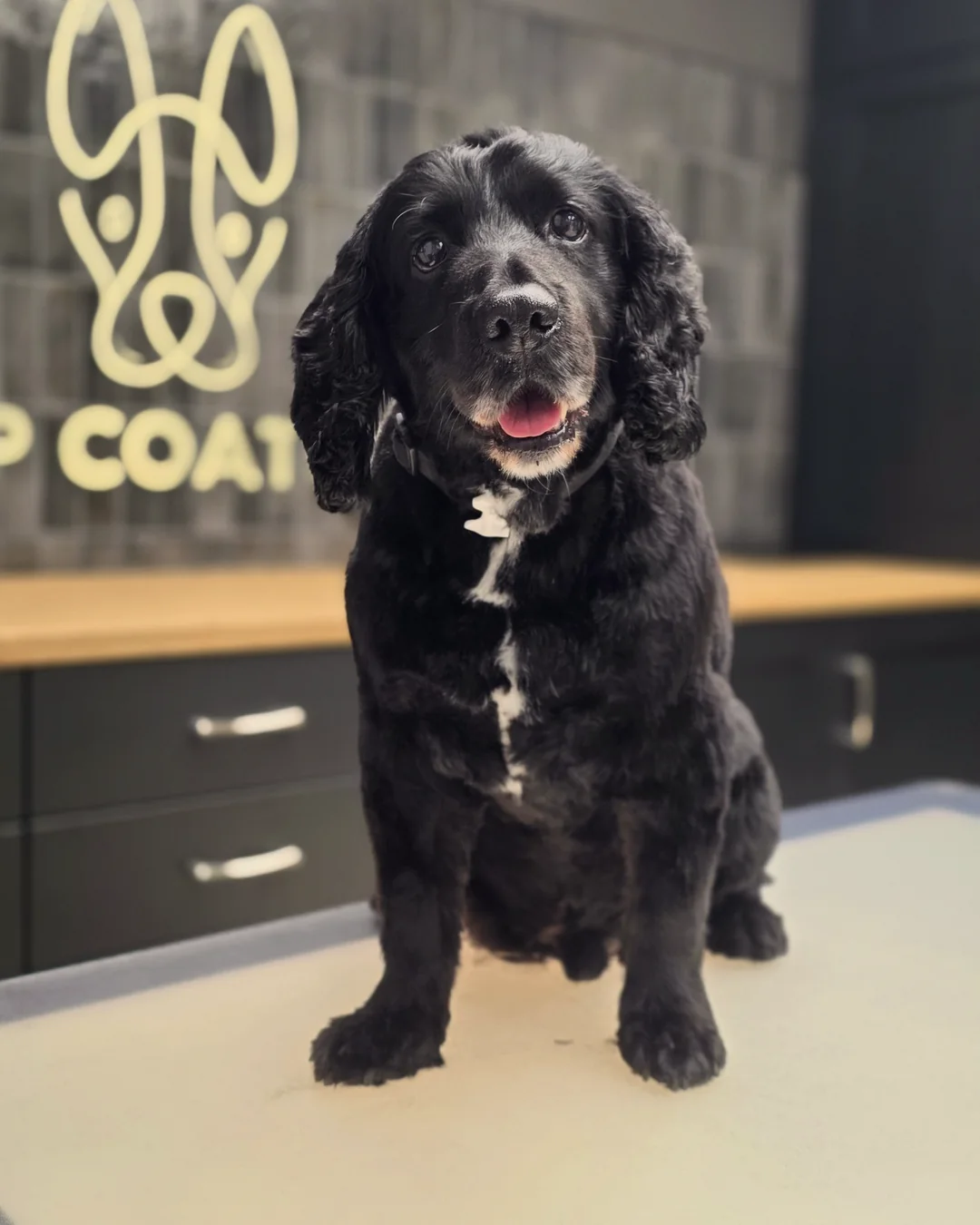 Pup Coature grooming gallery