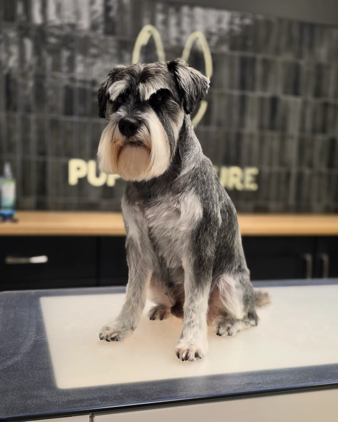 Pup Coature grooming gallery