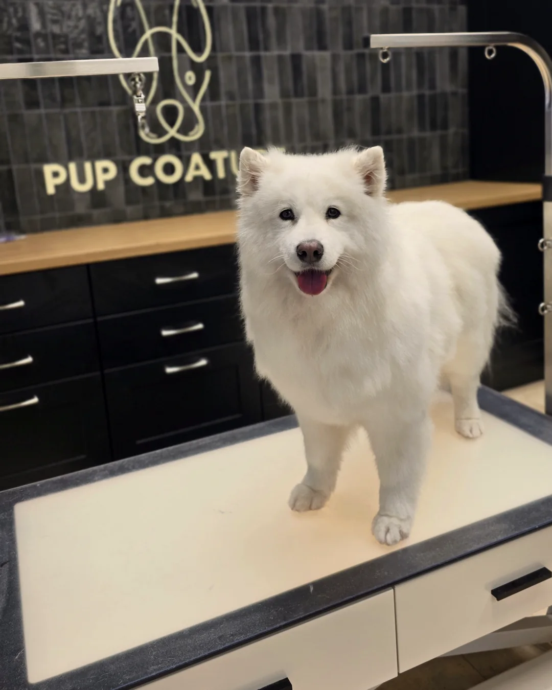 Pup Coature grooming gallery