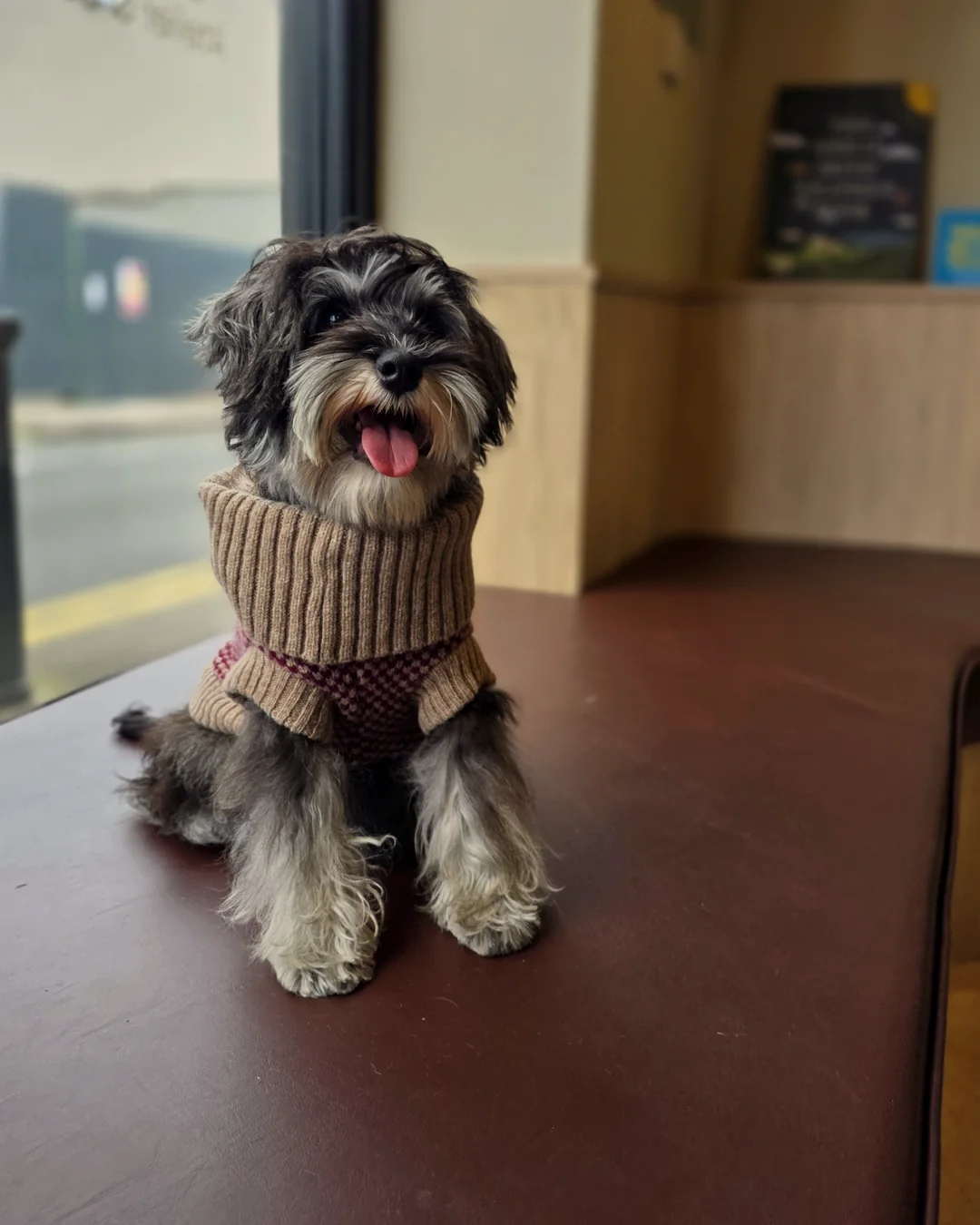 Pup Coature grooming gallery