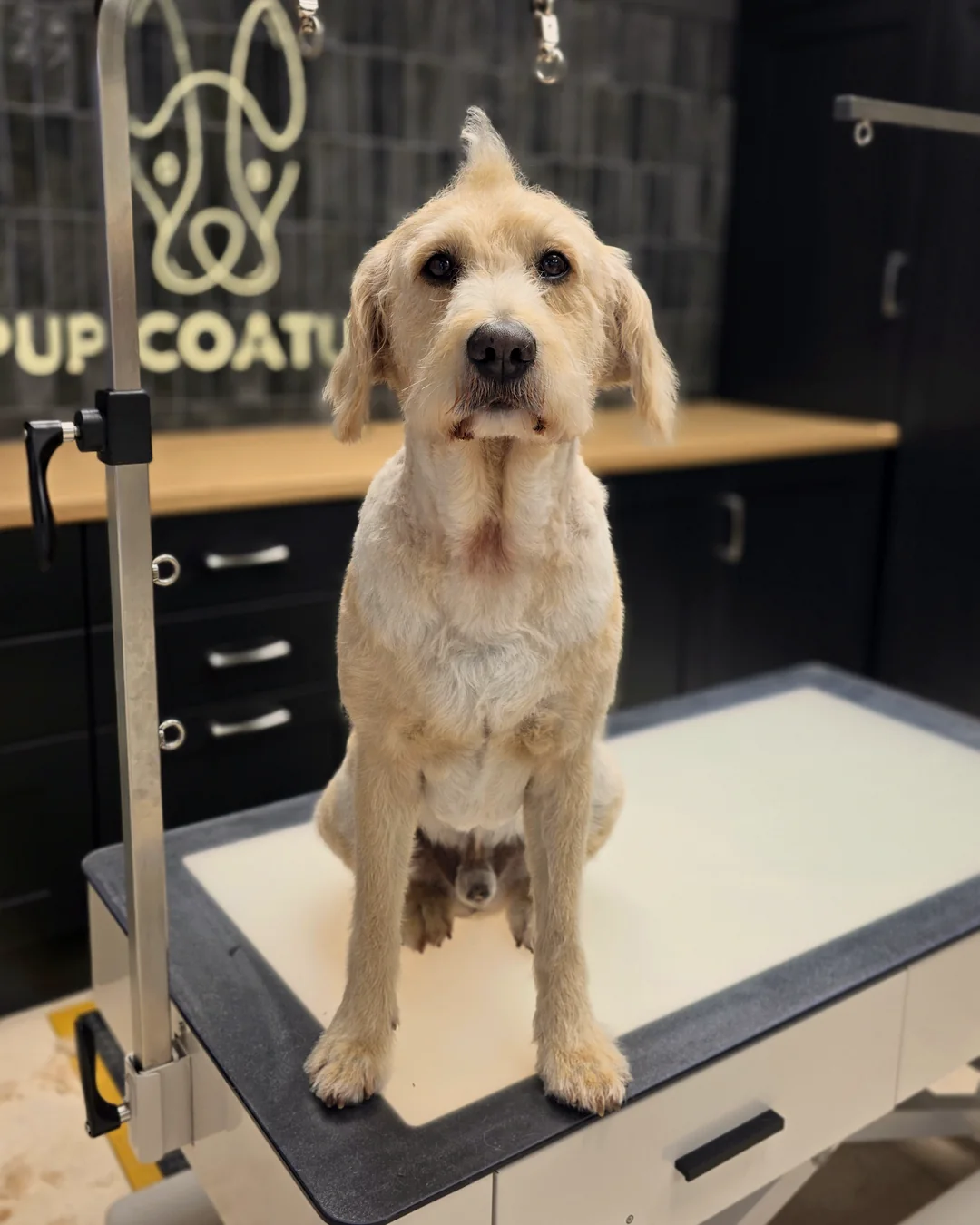 Pup Coature grooming gallery