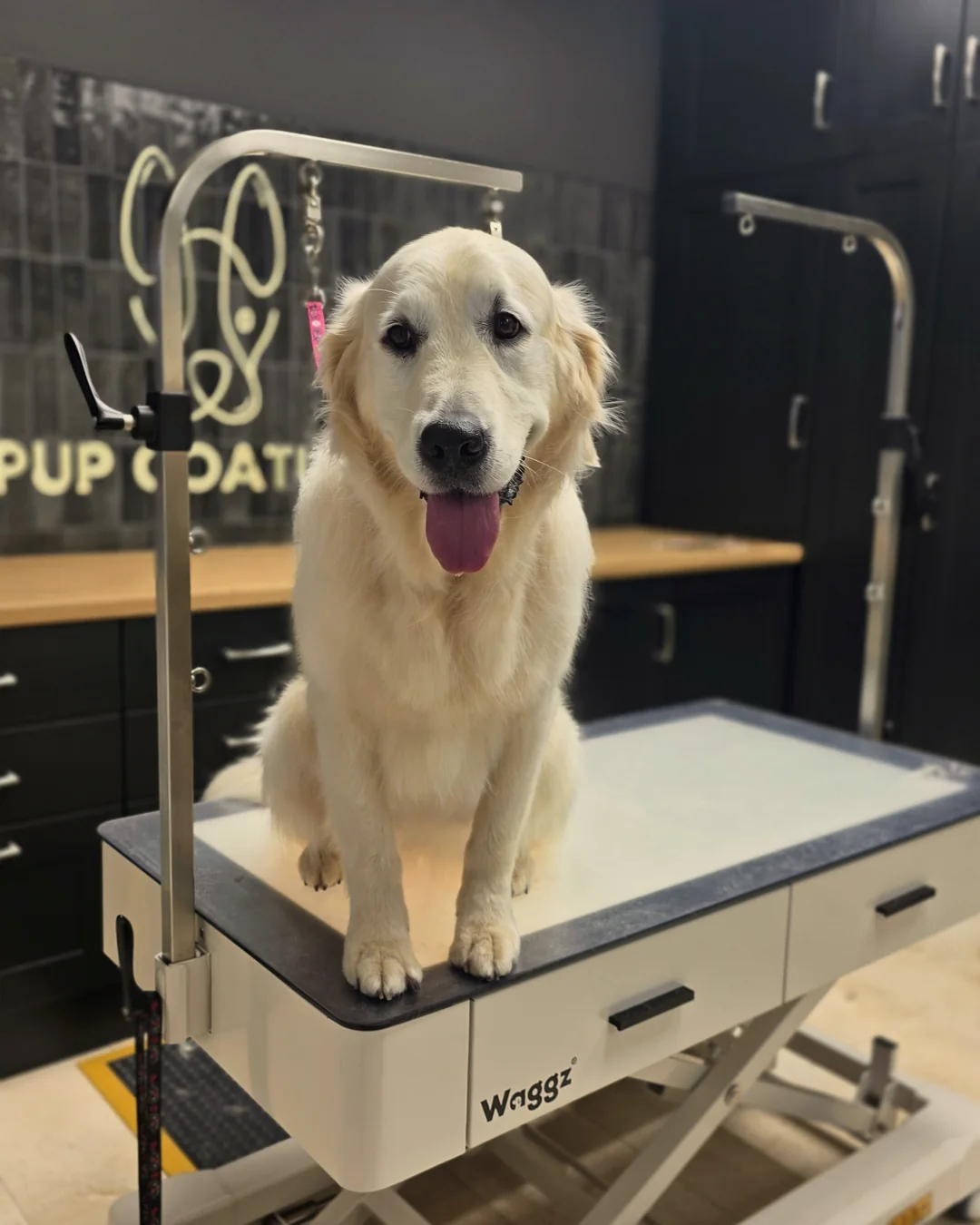 Pup Coature grooming gallery