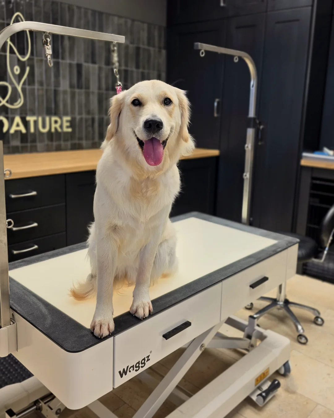 Pup Coature grooming gallery