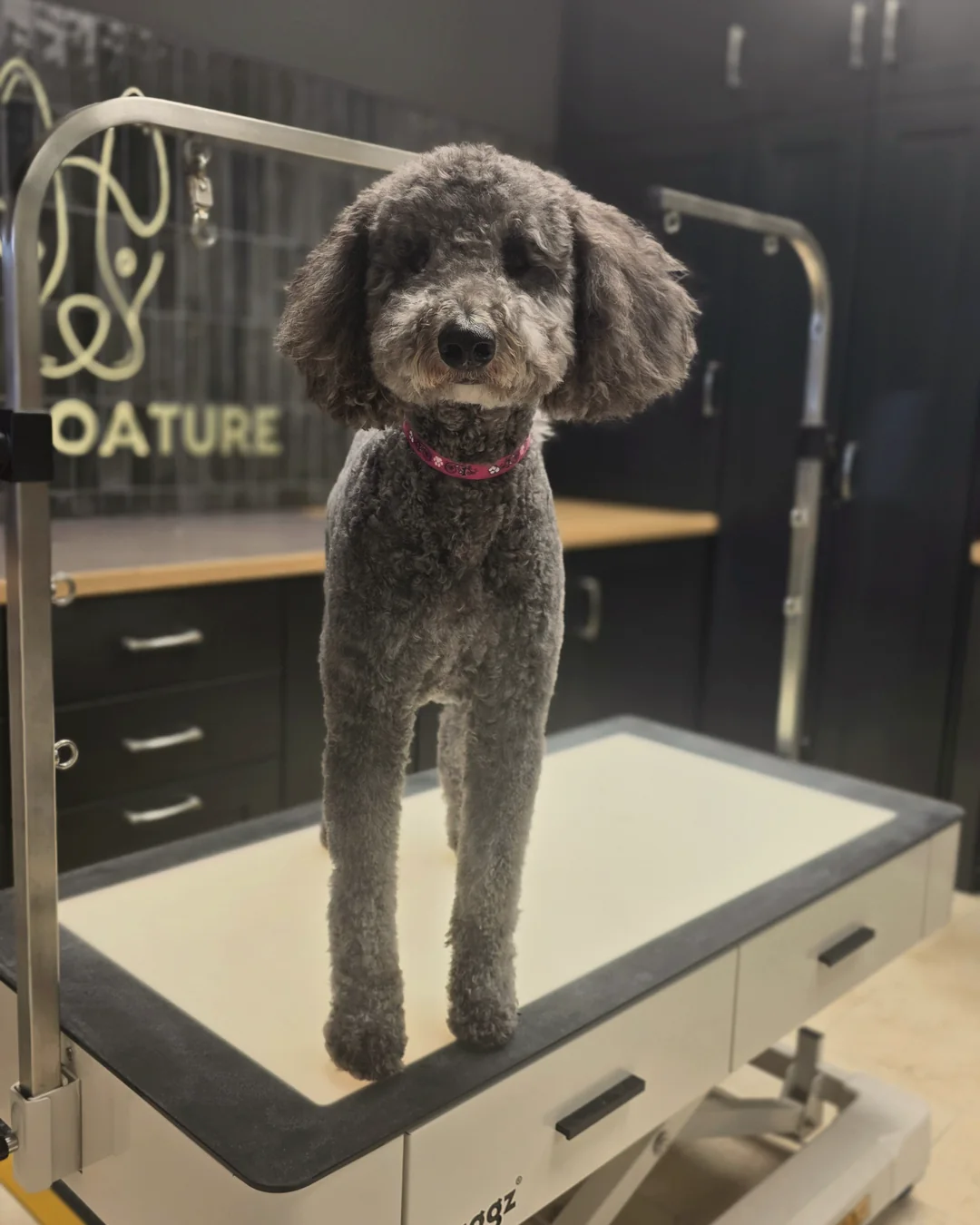 Pup Coature grooming gallery