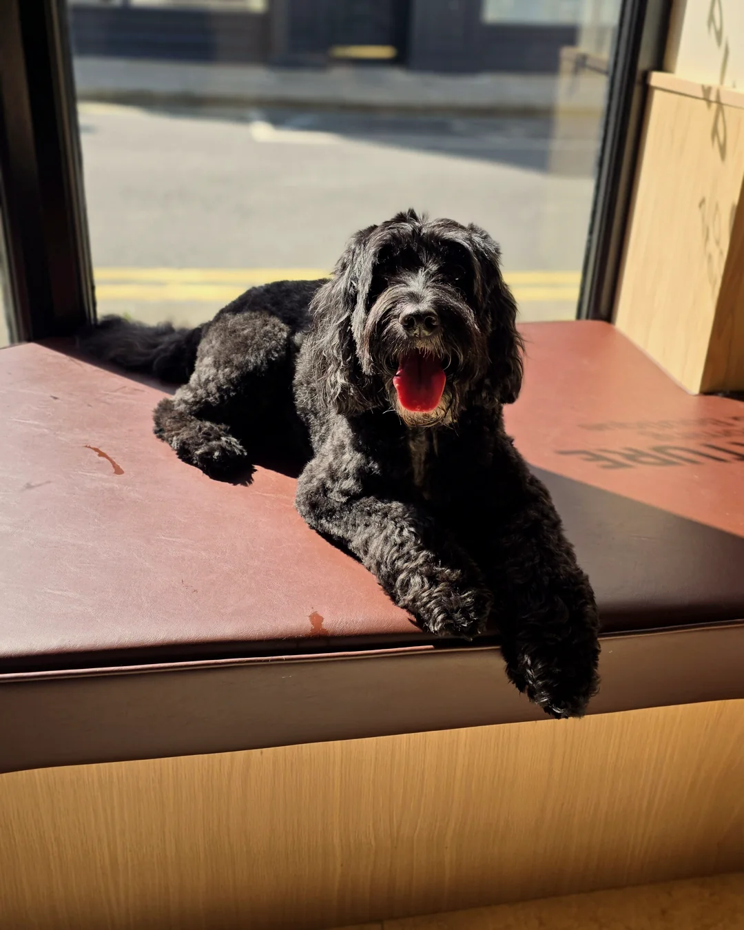 Pup Coature grooming gallery