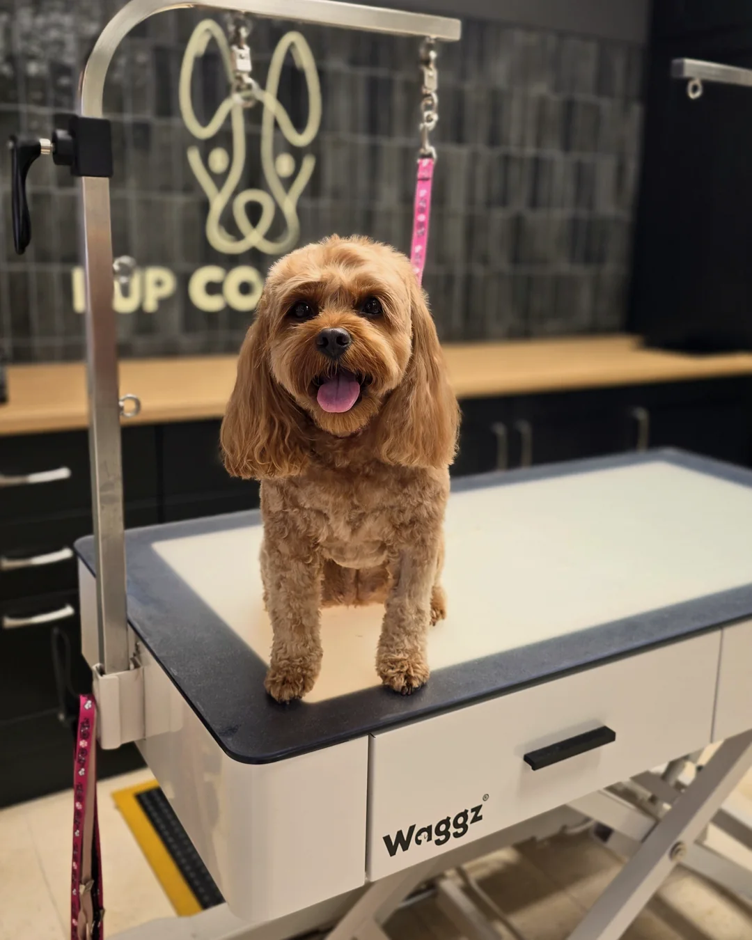 Pup Coature grooming gallery