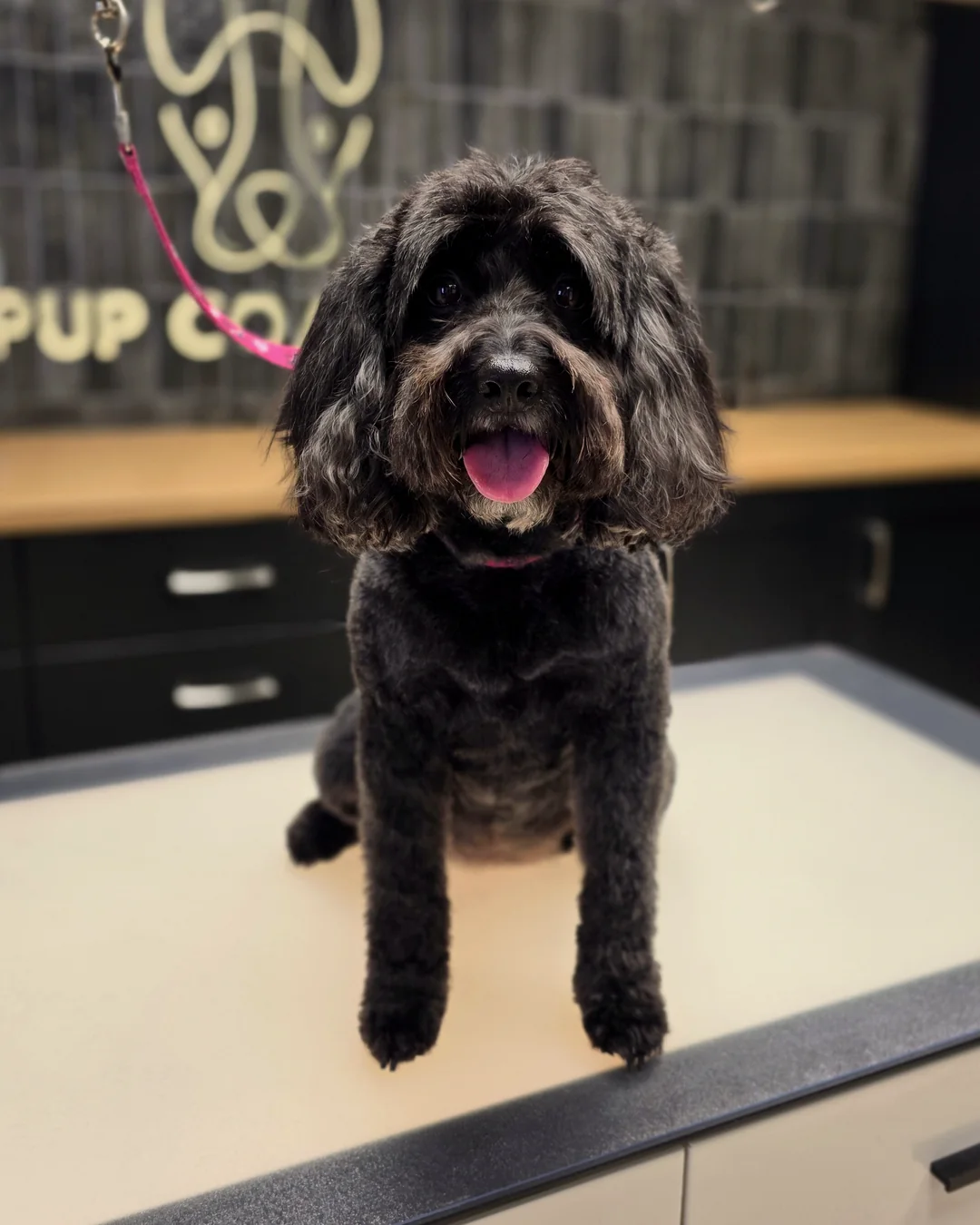 Pup Coature grooming gallery