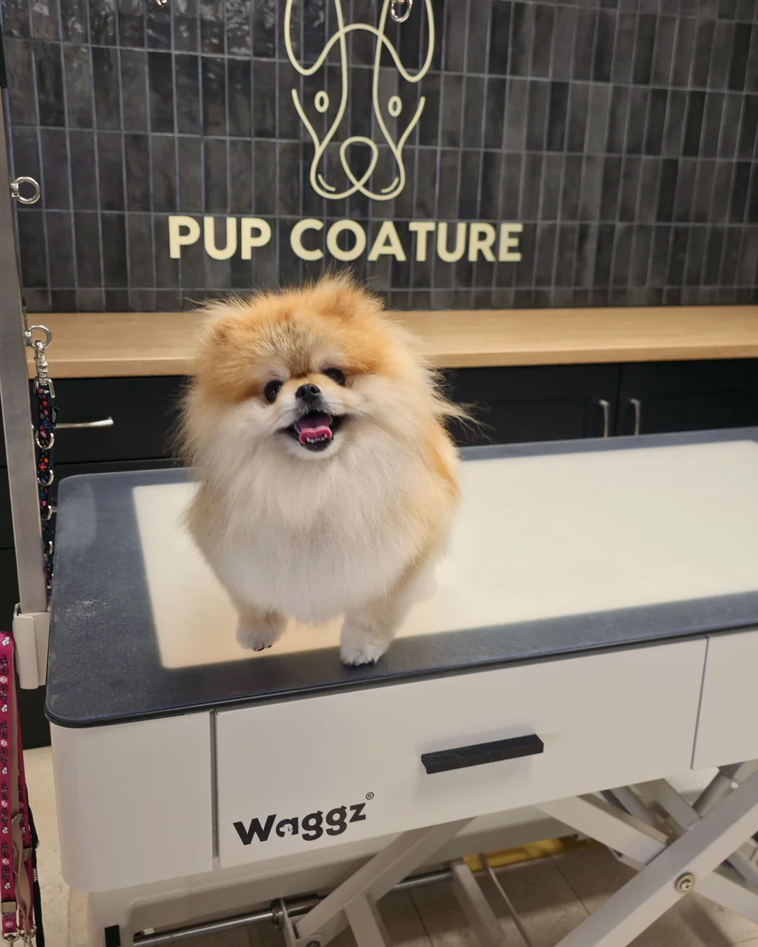 Pup Coature grooming gallery