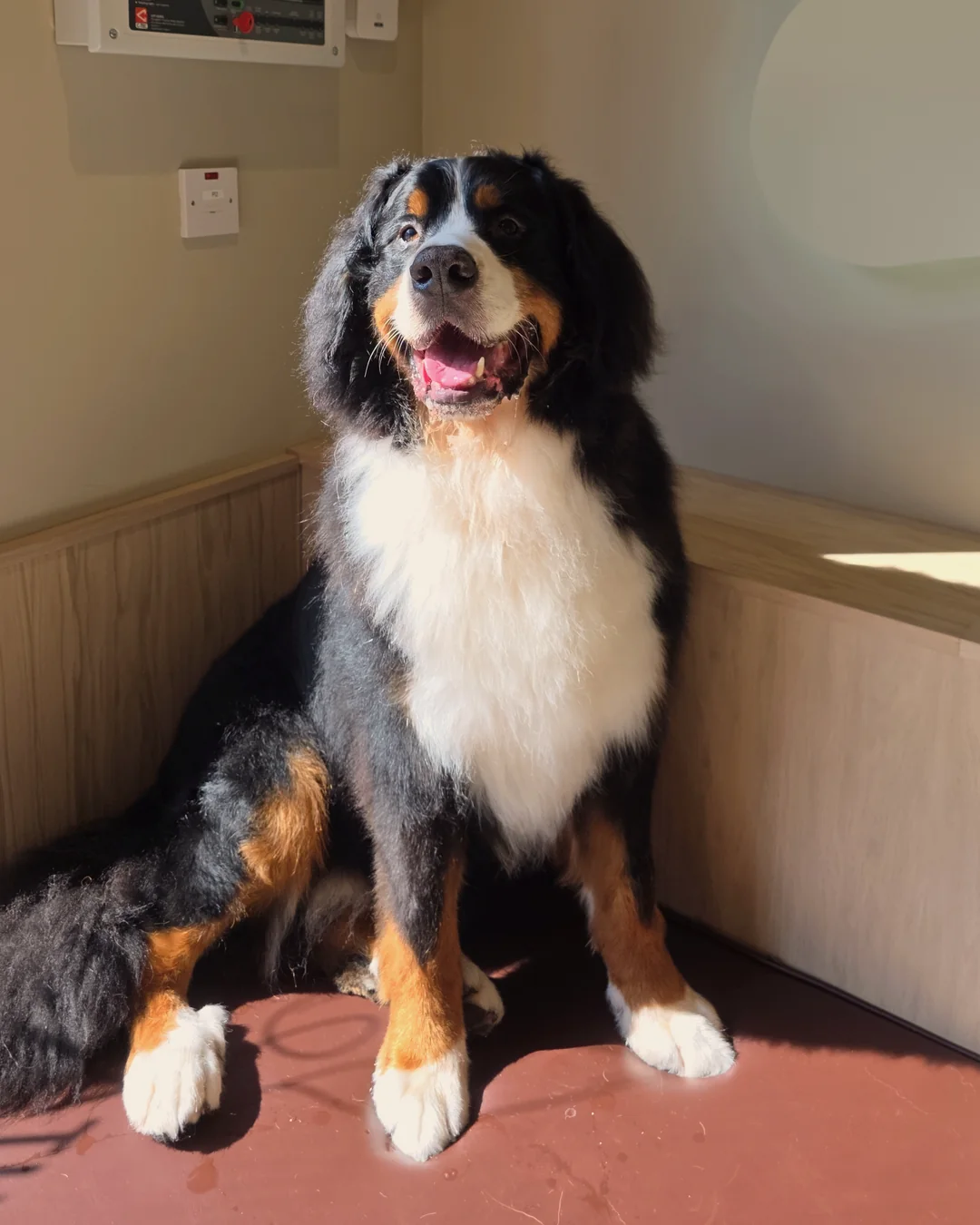 Pup Coature grooming gallery