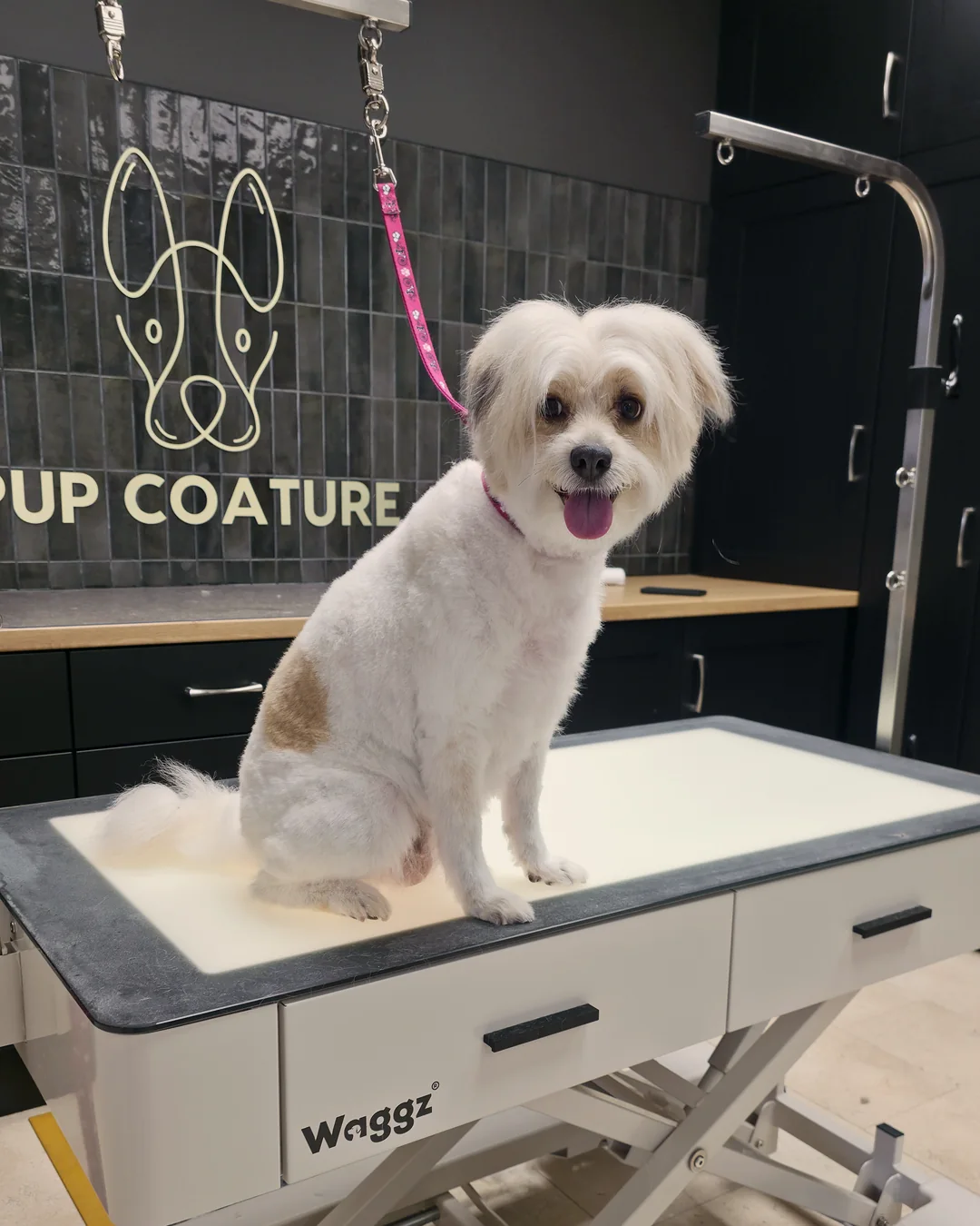 Pup Coature grooming gallery