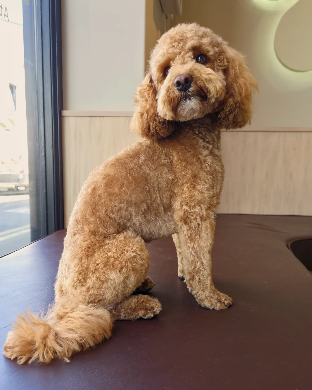 Pup Coature grooming gallery