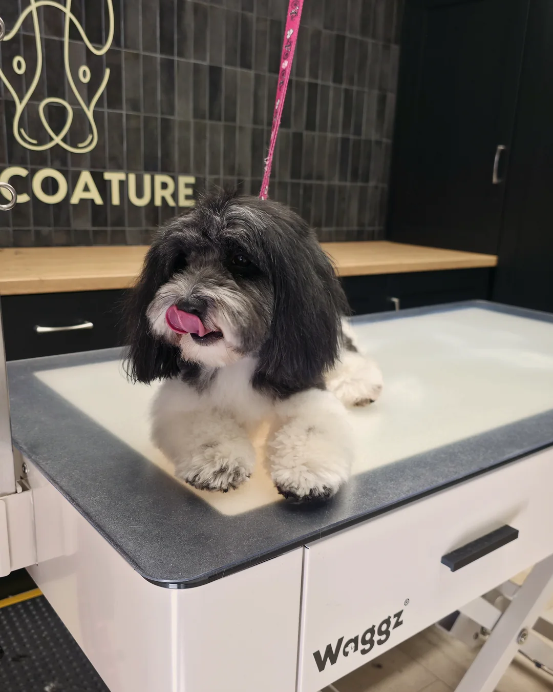 Pup Coature grooming gallery