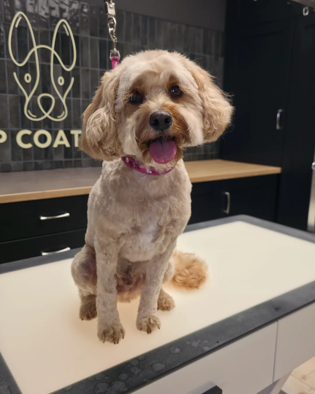 Pup Coature grooming gallery