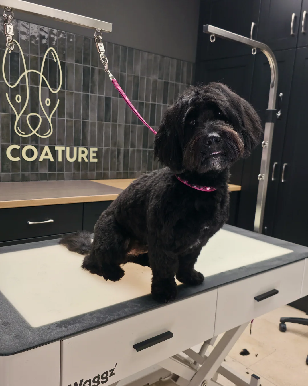 Pup Coature grooming gallery