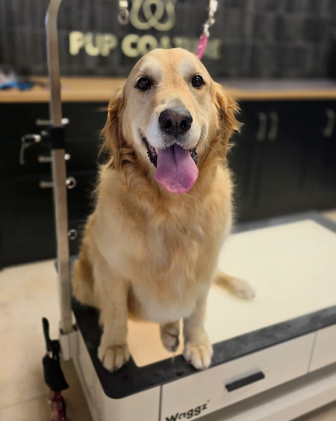 Pup Coature grooming gallery