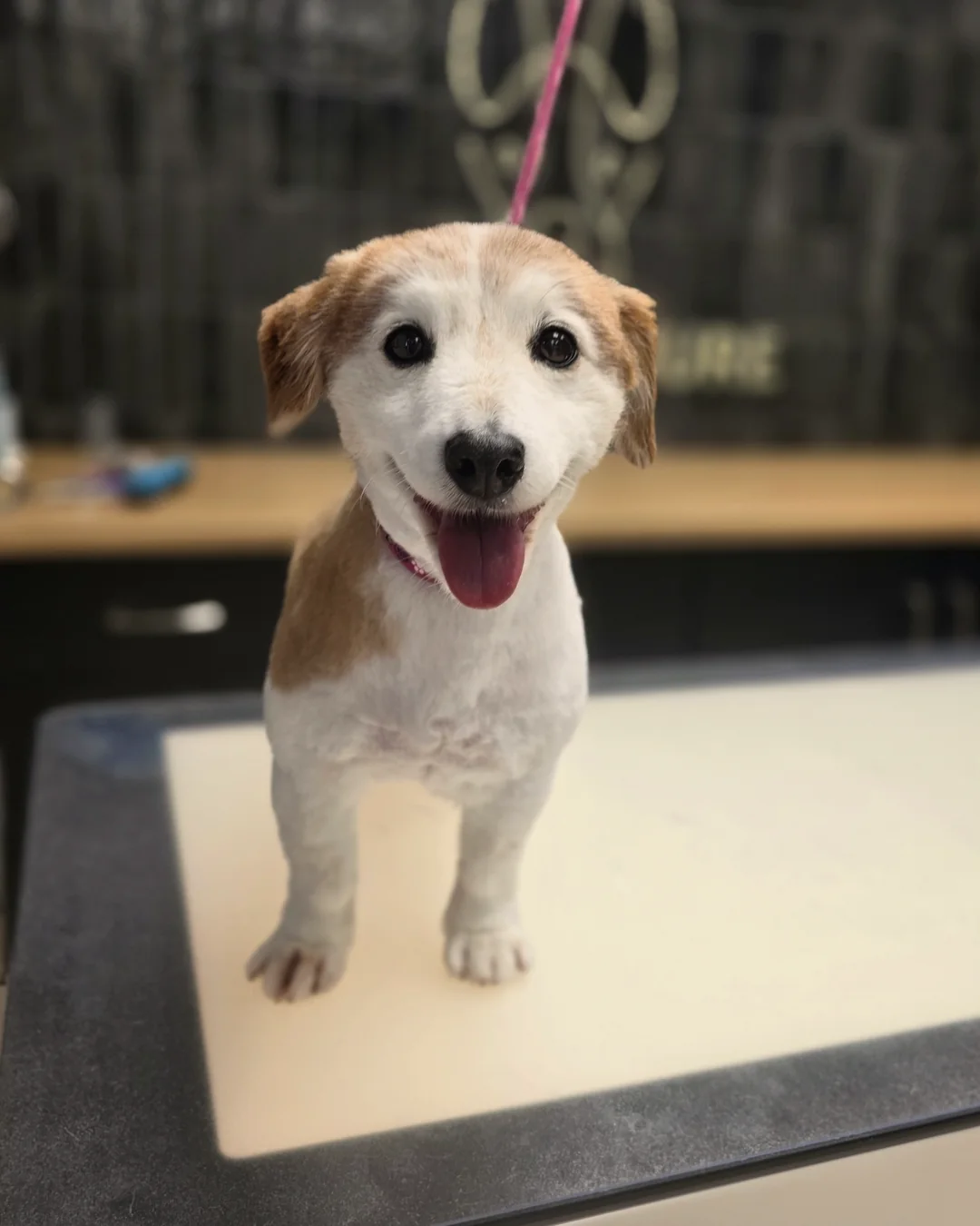 Pup Coature grooming gallery
