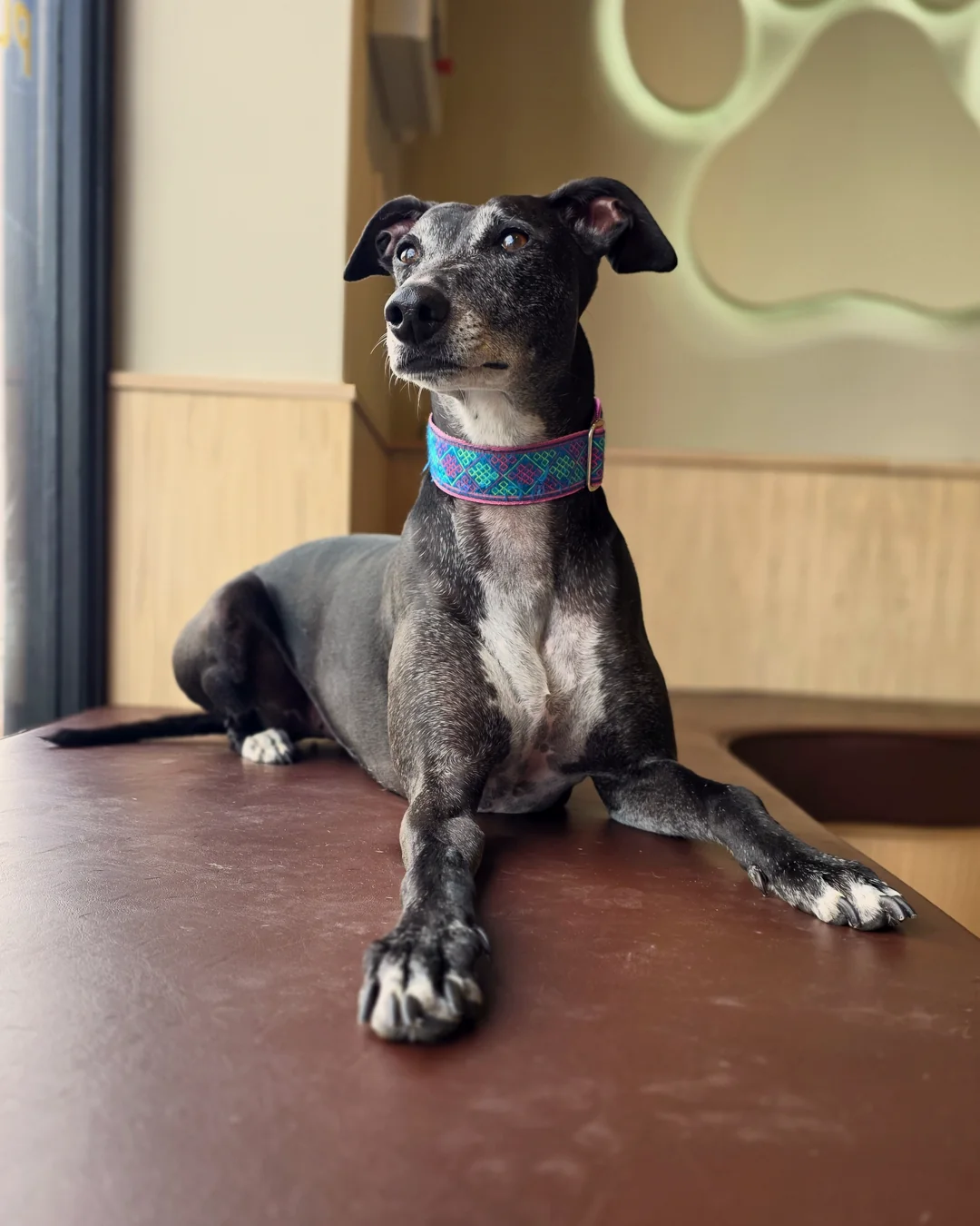 Pup Coature grooming gallery
