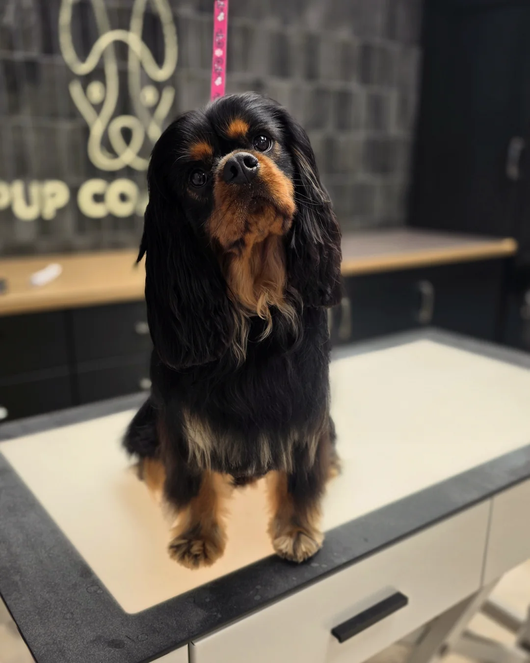 Pup Coature grooming gallery
