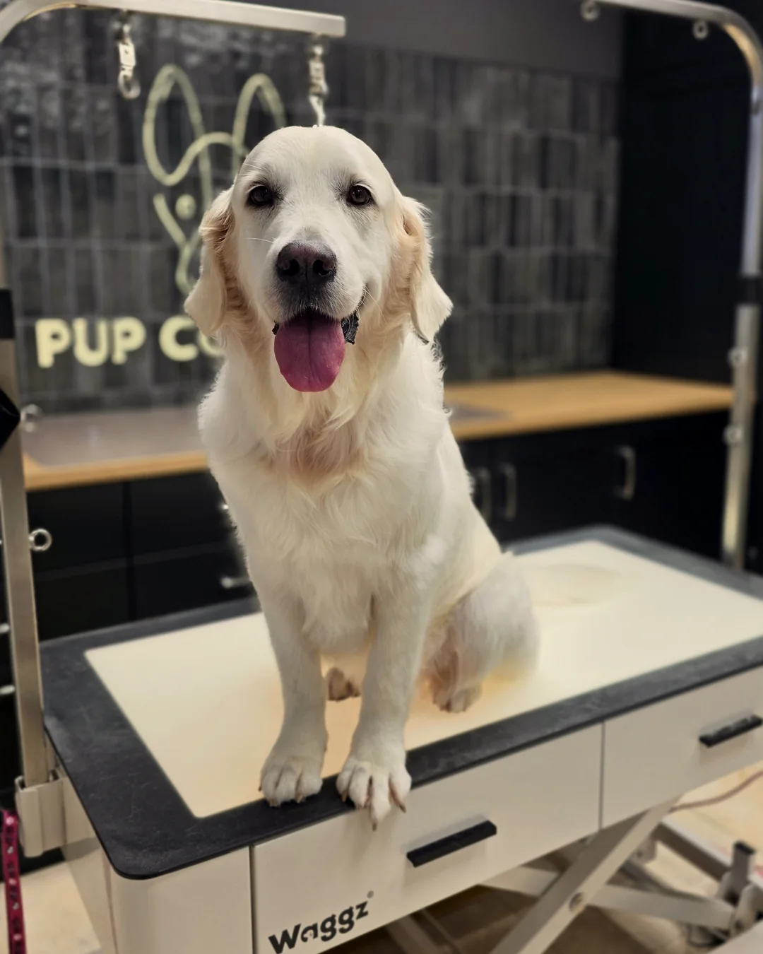 Pup Coature grooming gallery