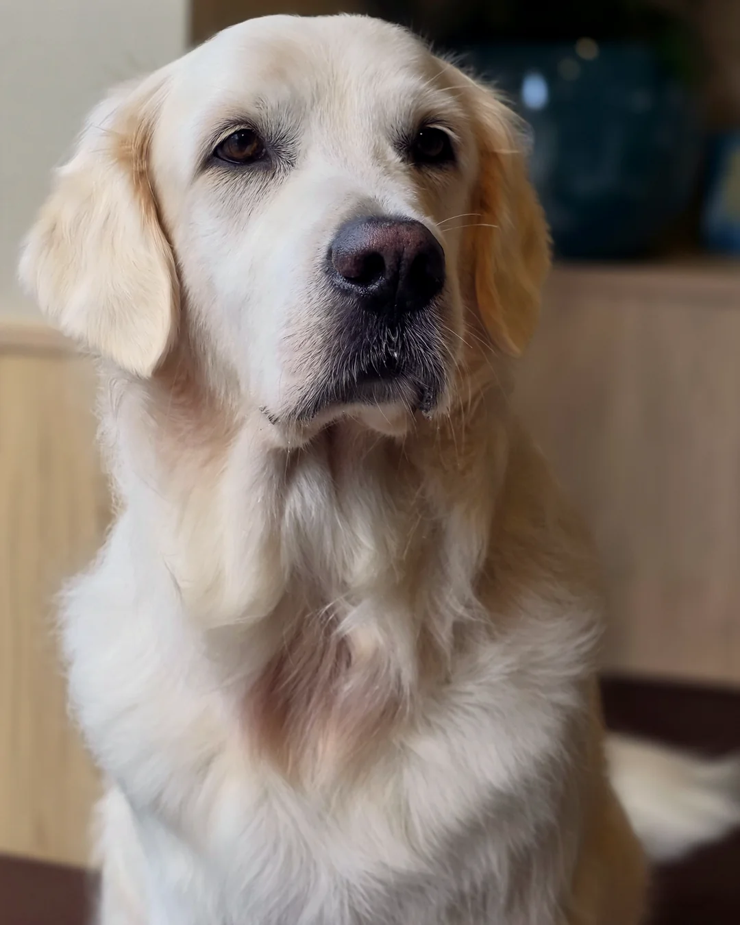 Pup Coature grooming gallery