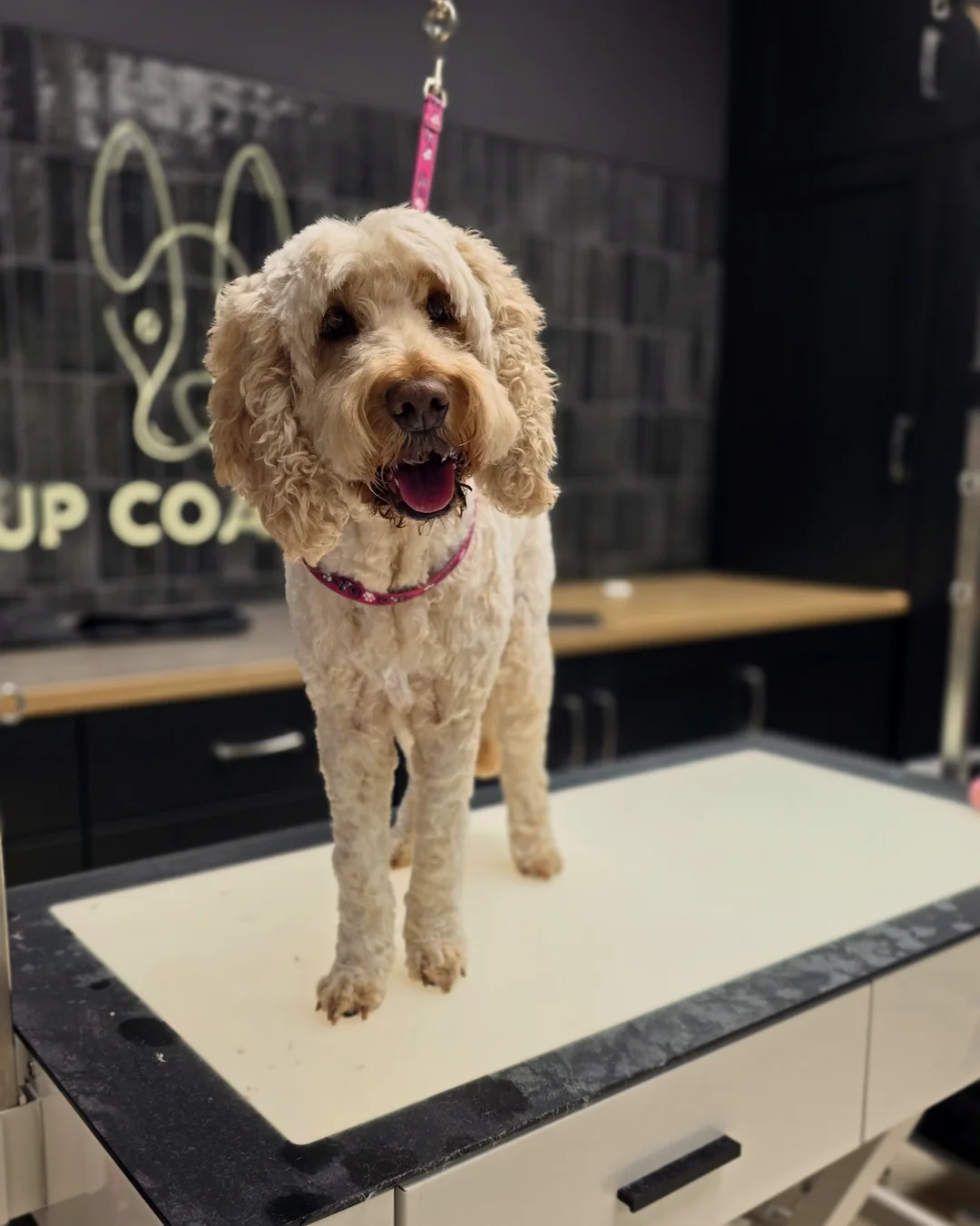 Pup Coature grooming gallery