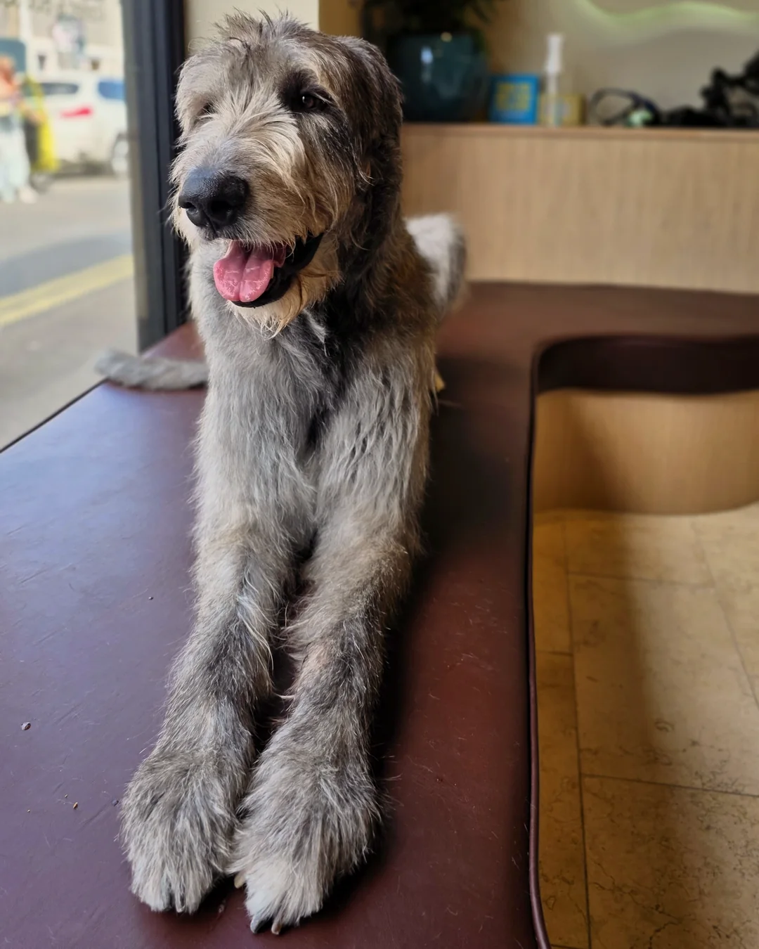 Pup Coature grooming gallery