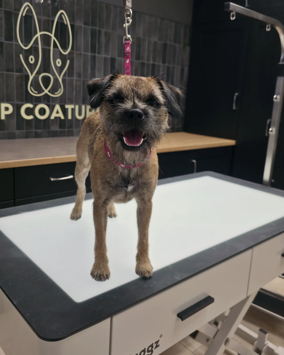 Pup Coature grooming gallery