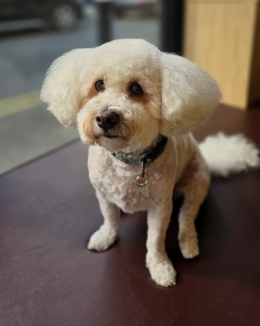 Pup Coature grooming gallery