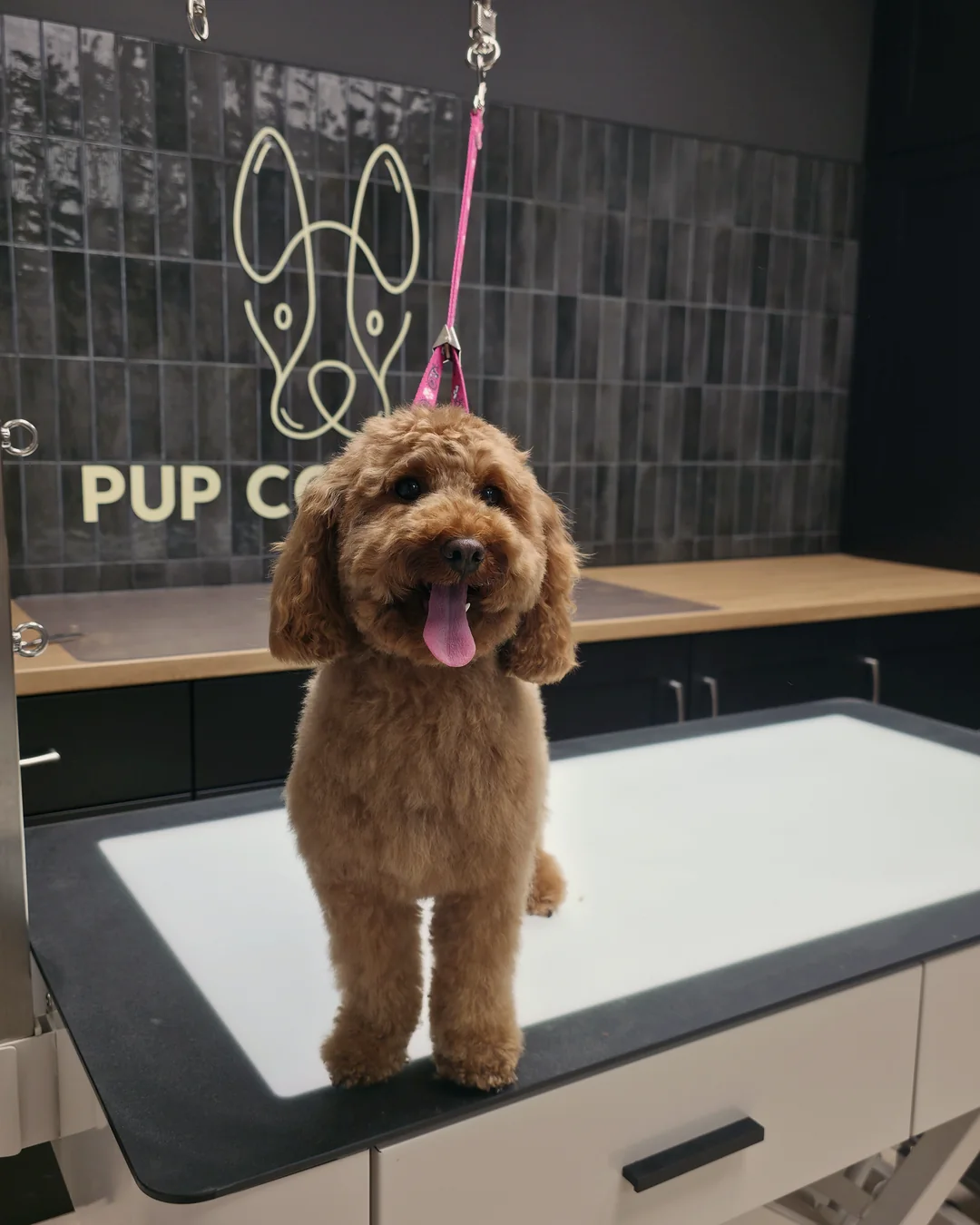 Pup Coature grooming gallery