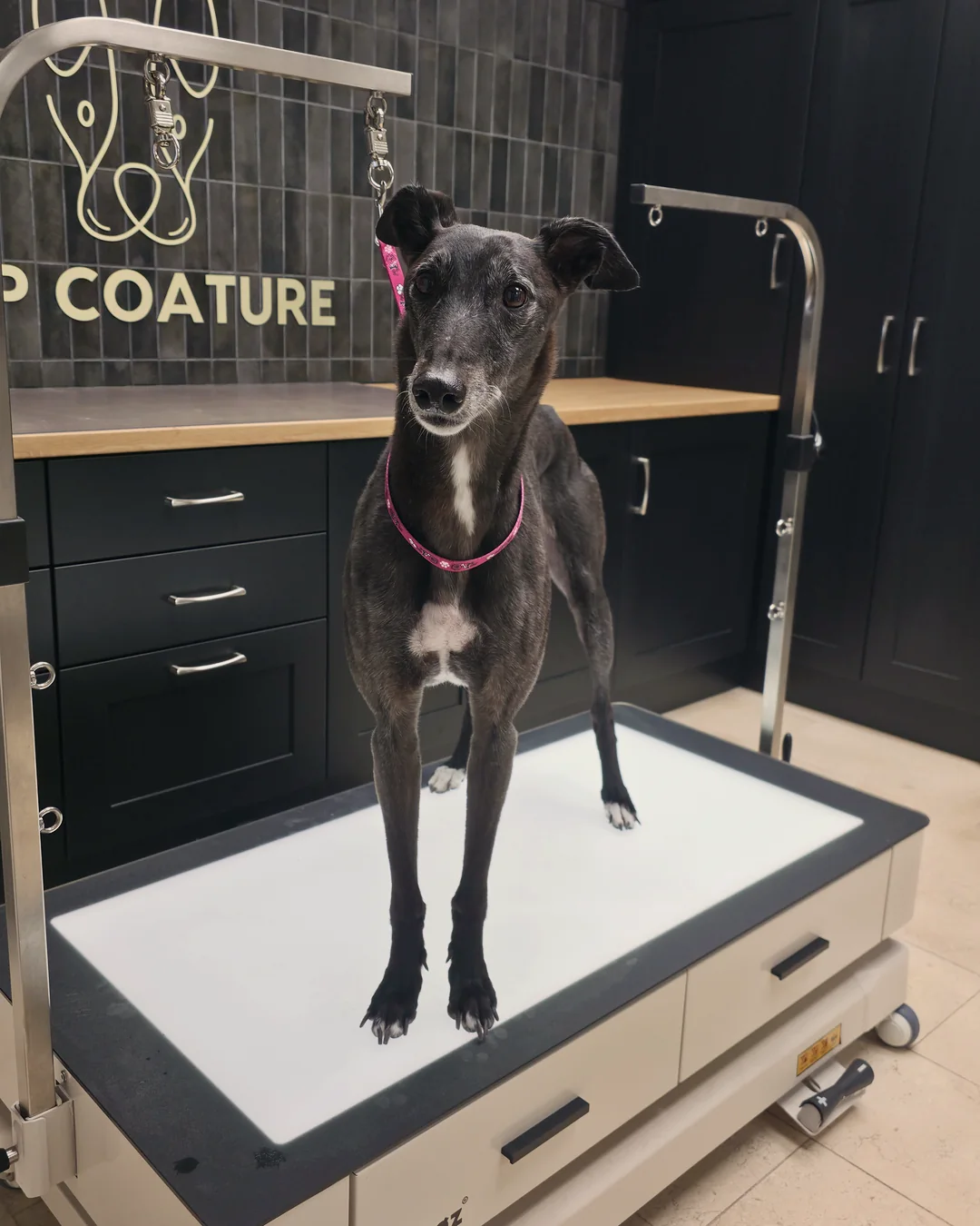 Pup Coature grooming gallery
