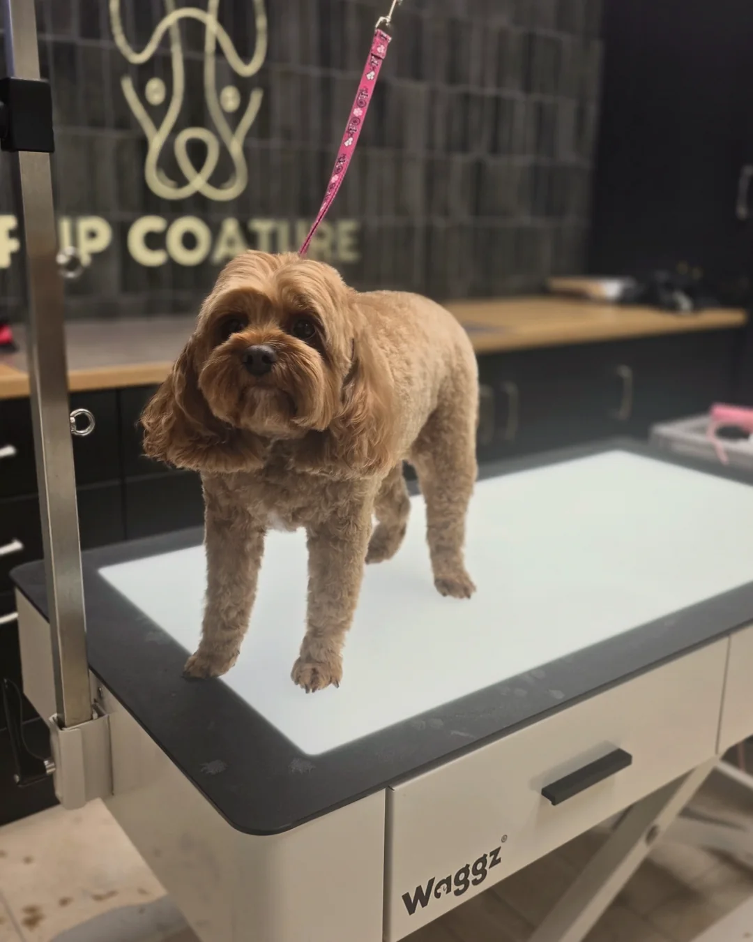 Pup Coature grooming gallery
